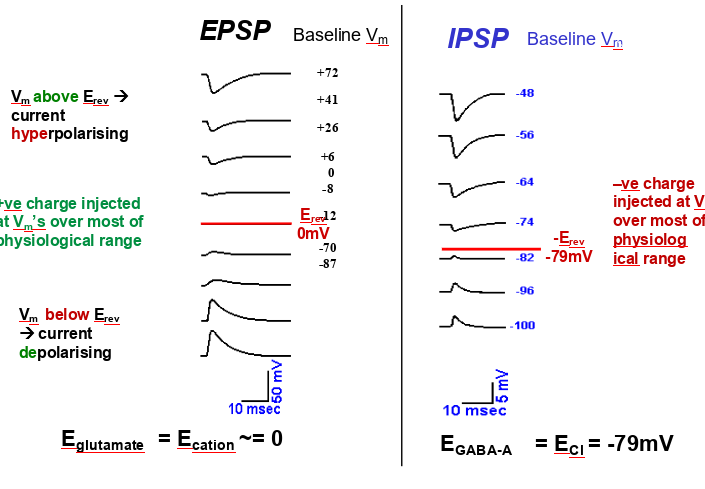 <p>over most physiological range- +ve charge injected at Vm’s in EPSP, -ve charge inserted at Vm’s in IPSPs </p>