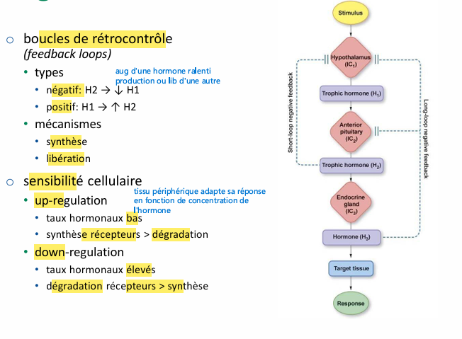 <ul><li><p>on a une amplification de hypothalamus (faible quantité et durée de vie très courte)  à la hypophyse à glandes sécrétrice (durée action plu slongue), cascade x10^6</p></li><li><p>Rétrocontrôle positif plus rare (cycle féminin)</p></li></ul><p></p>
