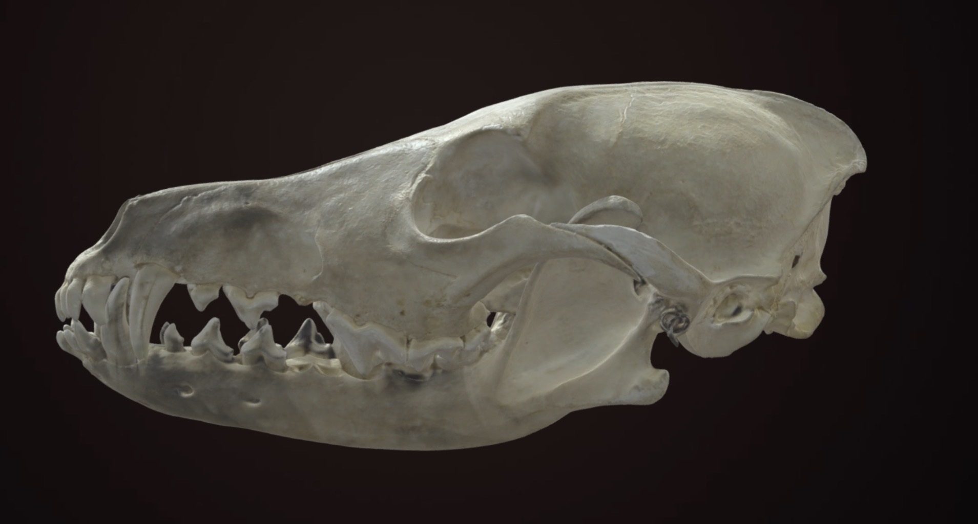 <p>Smaller than wolf, longer/narrower muzzle</p>