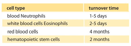<p>Adult haematopoietic stem cells:</p><p>- Are located in bone marrow</p><p>- Self-renew</p><p>- Are multipotent</p><p>- Form all blood-cell types</p>