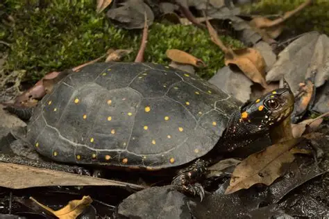 <p>What Reptile is this?</p>