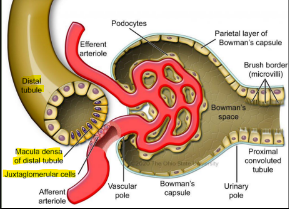 <p><strong>Macula densa(like dense black structures)</strong> </p><ul><li><p><span style="color: purple;">short segment of the distal convoluted tubule</span> that is next to the afferent and efferent arterioles</p></li><li><p>the macula densa cells sense<span style="color: purple;"> <strong>sodium chloride concentration</strong></span></p></li><li><p>in the lumen and<span style="color: purple;"> stimulates the juxtaglomerular cells</span> to <span style="color: purple;">synthesize </span>and <span style="color: purple;">release <strong>renin </strong>into the bloodstream</span></p></li></ul><p></p><p><span style="color: rgb(8, 7, 7);"><strong>Juxtaglomerular cells </strong></span></p><ul><li><p>are within <span style="color: purple;">the interstial tissue between the macula densa and the vascular pole</span></p></li><li><p>This is a<span style="color: purple;"> modified, smooth muscle cell lining the afferent arterio</span>le that can <span style="color: purple;">contract or relax in response to the macula densa</span></p></li></ul><p></p>