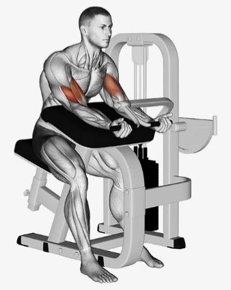 <p>Arm curl machine target muscle and joint action</p>