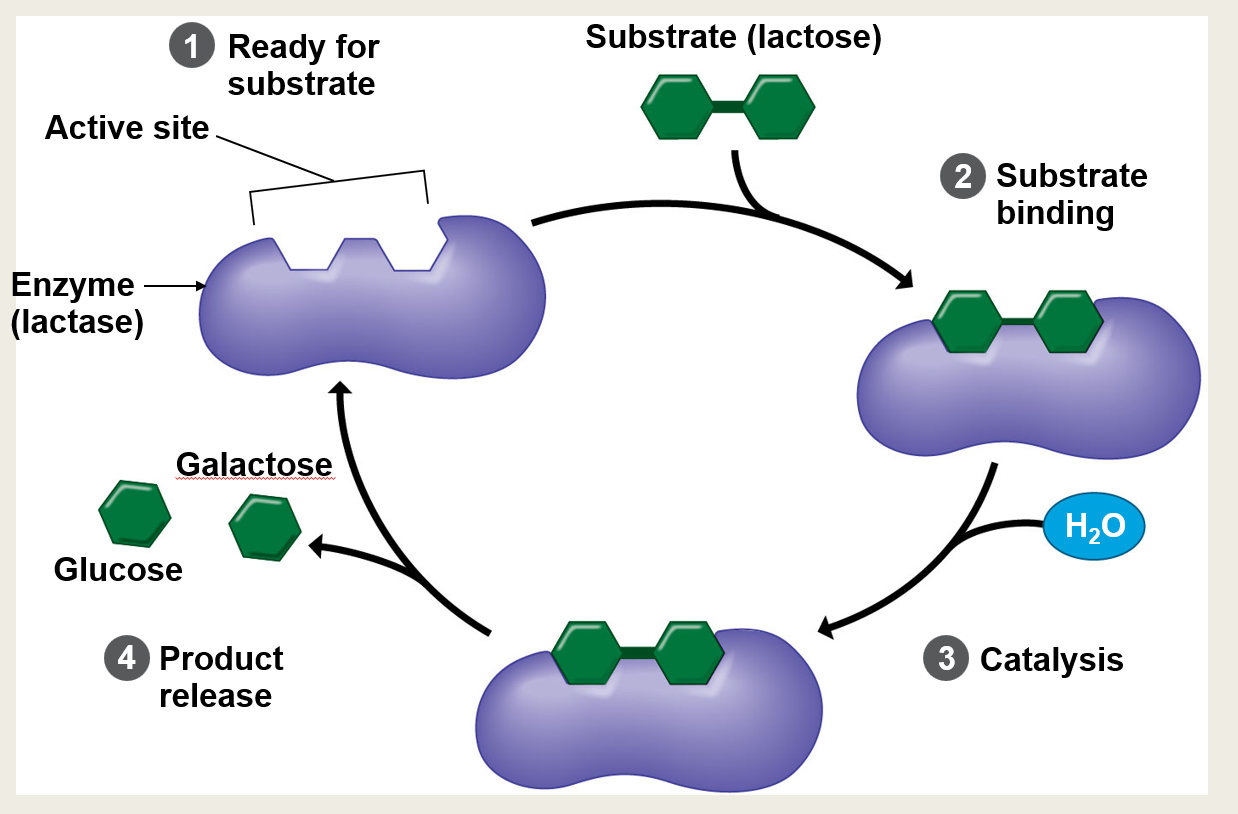 <p>Is the process shown in the slide an example of <strong>anabolism</strong> or <strong>catabolism</strong>?</p>
