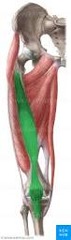 <p>quad muscle deep to rectus femoris</p>