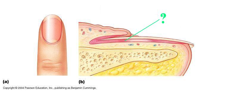 <p>Identify the indicated structure of the nail.</p>