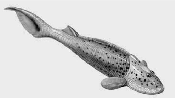 <p>scaled pectoral fins</p><p>paired appendages</p>