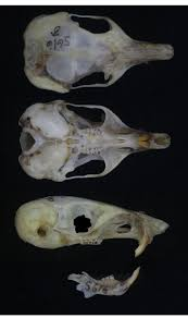 <p>Family Heteromyidae Chaetodipus formosus (long tailed pocket mouse) </p>