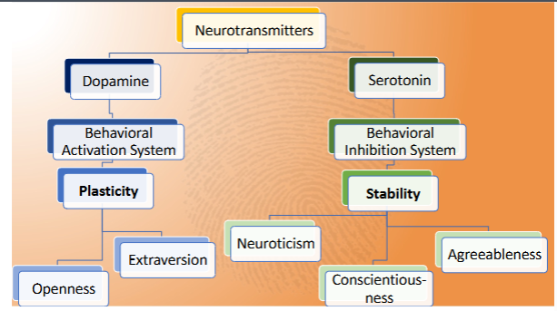 <p>Chemical signals that travel from cell to cell within the brain and spinal cord</p><p>Make patterns of emotion and behavior more or less likely</p><p>Two studied most for impact on personality and behavior</p><ul><li><p>Dopamine</p><ul><li><p>Sometimes called “want” neurotransmitter</p></li><li><p>Notices potential rewards in environment</p></li><li><p>Motivates seeking of rewarding stimuli</p></li><li><p>Increases energy for movement towards rewards</p></li></ul></li><li><p>Serotonin</p><ul><li><p>Sometimes called “chill” neurotransmitter</p></li><li><p>Balances goals against one another</p></li><li><p>Helps with focus, ignoring distractions, and regulating negative emotions</p></li></ul></li></ul><p></p>