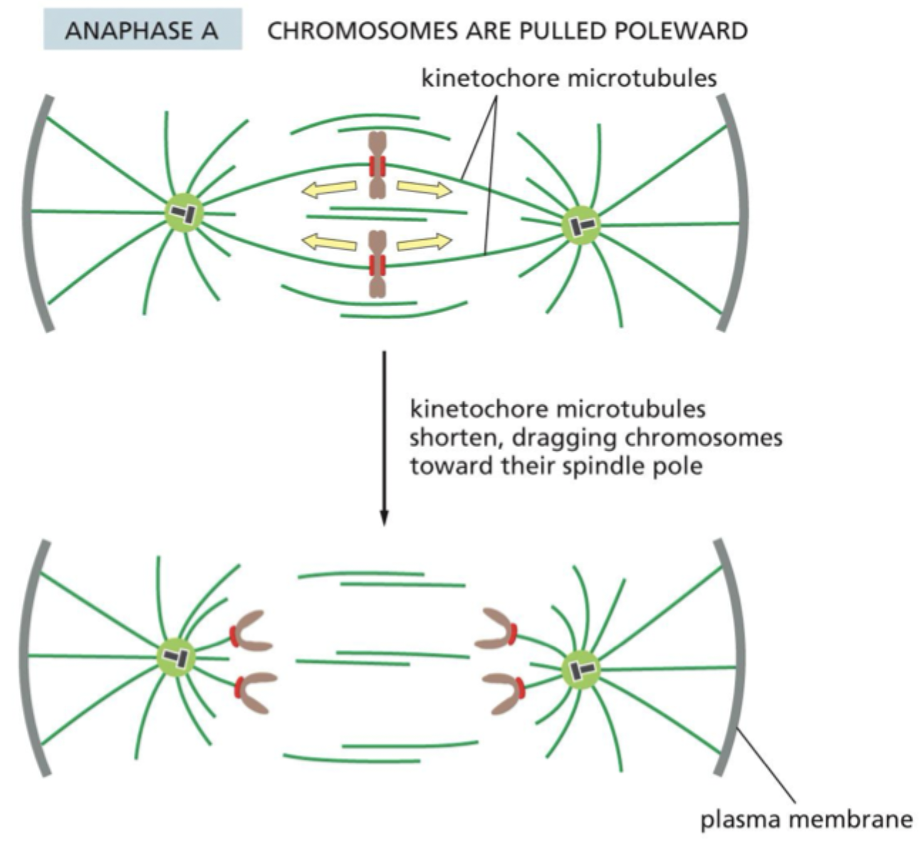 <p>Anaphase A</p>