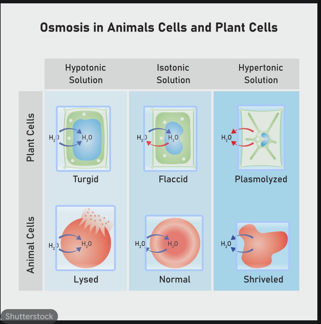 <ul><li><p><strong>Hypertonic Environment:</strong> Higher solute concentration outside the cell. Water leaves the cell, causing it to <strong>shrink/shrivel</strong>.</p></li><li><p><strong>Isotonic Environment:</strong> Equal solute concentration inside and out. There is no net movement of water; the cell remains <strong>normal</strong>.</p></li><li><p><strong>Hypotonic Environment:</strong> Lower solute concentration outside the cell. Water rushes into the cell, causing it to <strong>swell</strong>.</p><ul><li><p><strong>In Animal Cells:</strong> The cell may burst (<strong>Lysis</strong>).</p></li><li><p><strong>In Plant Cells:</strong> The cell becomes firm due to <strong>Turgor Pressure</strong> (the plasma membrane pushes against the cell wall, but the wall prevents bursting).</p></li></ul></li></ul><p></p>