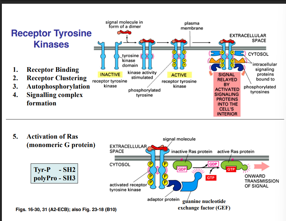<p><span style="background-color: transparent;"><strong>Enzyme-Linked Receptors — Recap</strong></span></p>