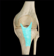 <p>Located anteriorly, Connects to the quadricep femoris tendon, Extends over patella & attaches to tibial tuberosity</p>