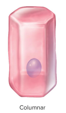 <p>columnar cell shape</p>
