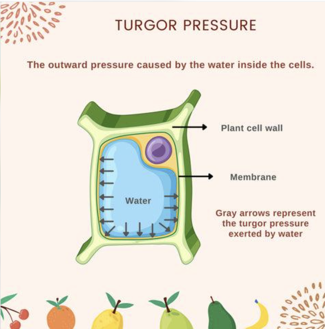 <p>Supports plant cells and tissues.</p>