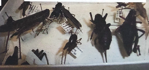 <p>What order are crickets, grasshopers and katydids in </p>