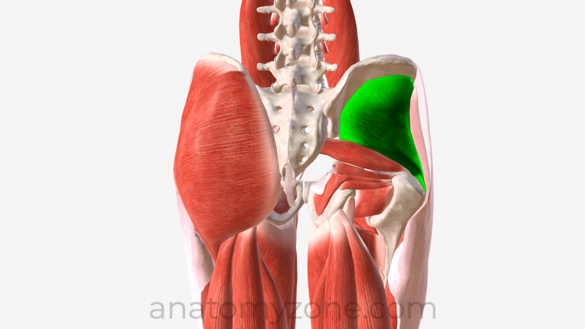 <p>What muscle is this?</p>