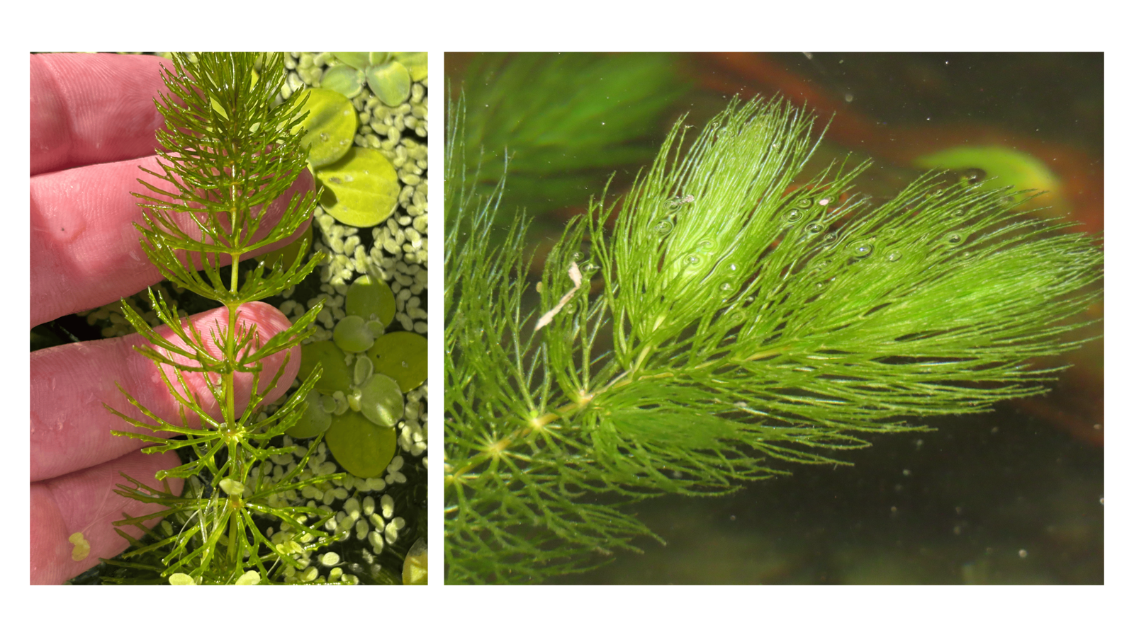 <p>Ceratophyllum demersum</p><p></p><p>**Defining characteristics: does not go limp when pulled out of water. Whorled along stem. </p>