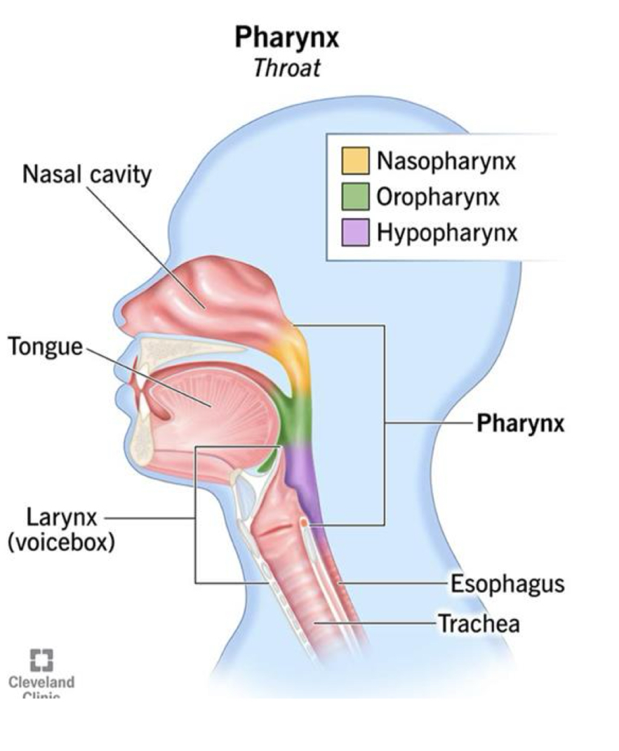 <ul><li><p>The pharynx contains <strong>stratified squamous epithelium </strong></p></li><li><p>The <strong>nasal conchae </strong>are in the naval cavity and increase surface area to humidify and warm inspired air </p></li><li><p>The <strong>oropharynx</strong> is a shared passageway for air and food </p></li><li><p>The <strong>esophagus</strong> receives food and <strong>lies posterior to the trachea</strong></p></li></ul><p></p>