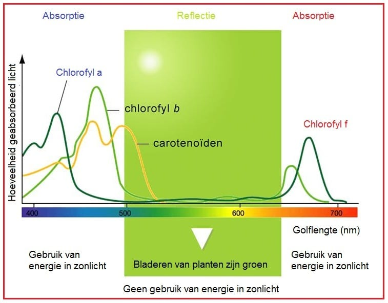 <p>lichtsprectum bij groen bladeren</p>