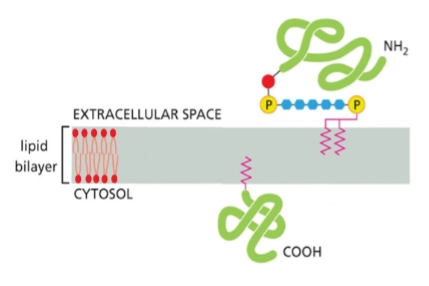 <p>type of integral membrane protein</p><p>2 types:</p><ul><li><p>Protein with <u>GPI anchor </u>on <u>noncytosolic</u> face</p></li><li><p>Protein with <u>lipid anchor</u> on cytosolic face</p></li></ul><p></p>
