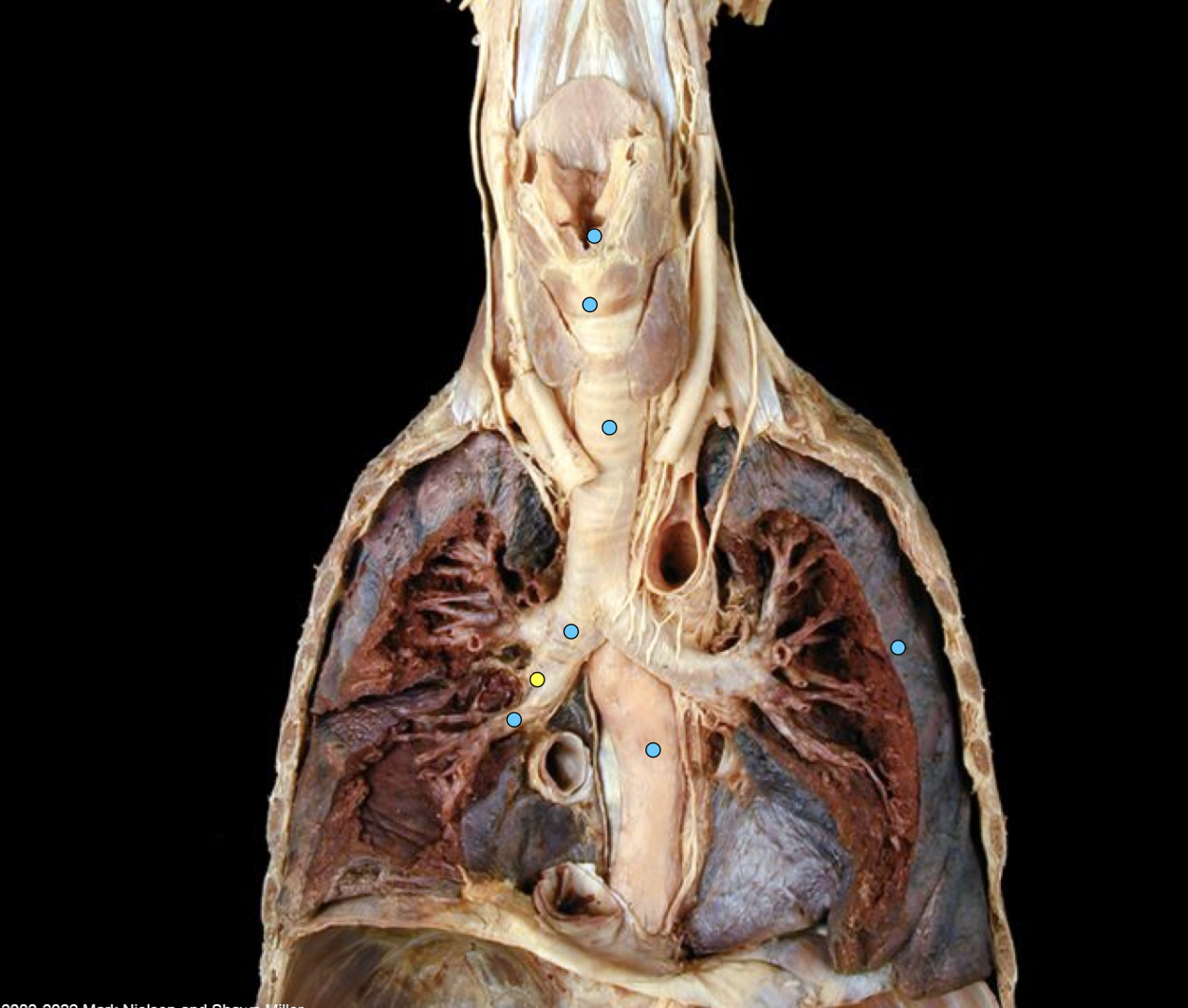 knowt flashcard image
