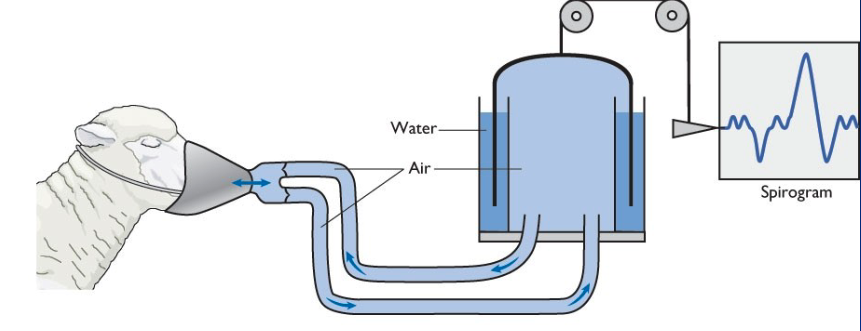 <p>measure volumes of air inhaled and exhaled (Spirogram = recording)</p><p></p>