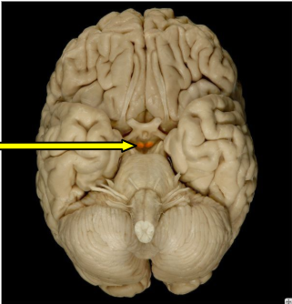 <p>What is this arrow pointing to?</p>