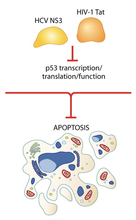 <p>Viruses inhibit the activity the cellular pro-apoptotic p53 protein </p>