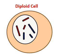 <p>Diploid cells are <strong>cells </strong>with <strong>two sets </strong>of <strong>chromosomes</strong>, present in <strong>all body </strong>except gametes</p>