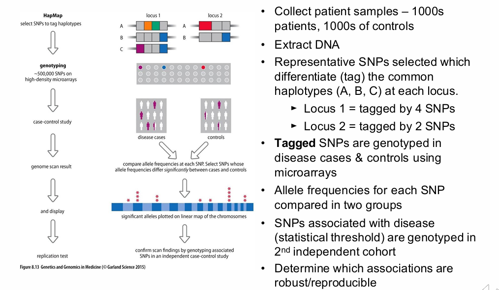 <p>What should you identify in the GWAS workflow diagram?</p>