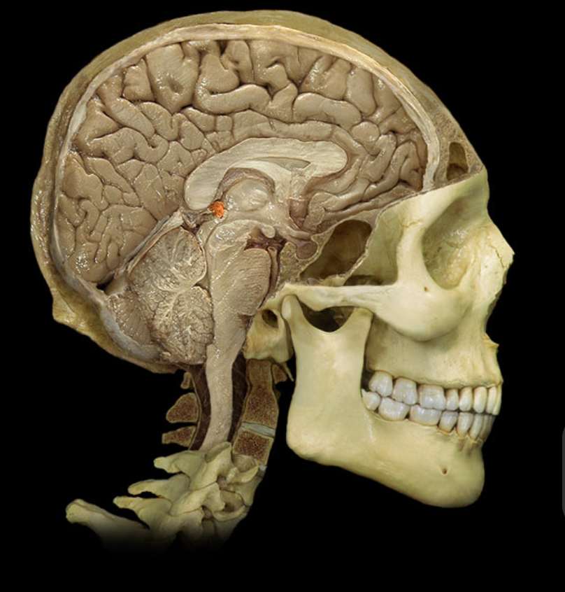 <p>What brain part is this?</p>