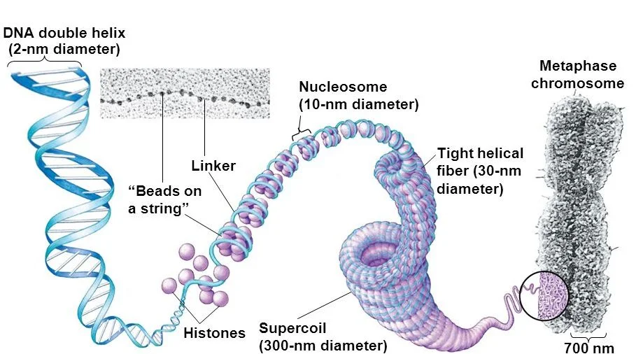 <ul><li><p>DNA is very long (about 2 m long when fully stretched out) and needs to be condensed</p></li><li><p>First, the DNA is coiled around 8 stabilizing proteins called histones</p><ul><li><p>Since the positively charged histones are attracted to the negatively charged DNA</p></li></ul></li><li><p>Forming a nucleosome</p></li></ul><p></p>