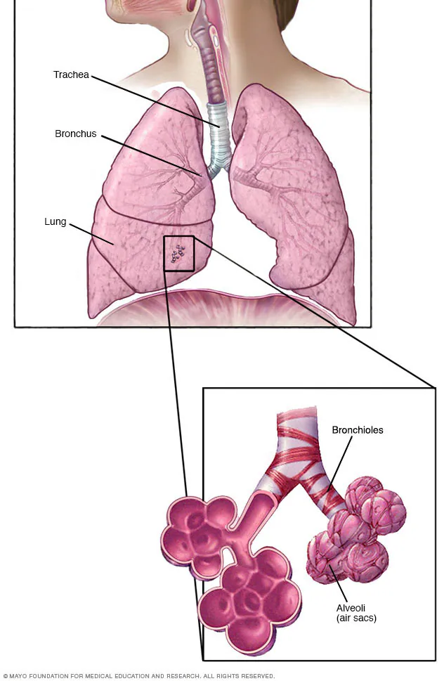 <p>Includes the trachea, bronchi, bronchioles, and alveoli of the lungs</p>