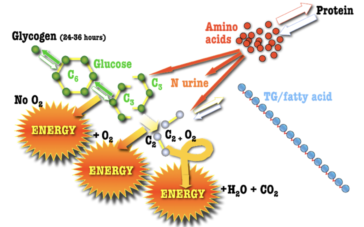 <p><span>The end products of fat energy metabolism are what?</span></p>