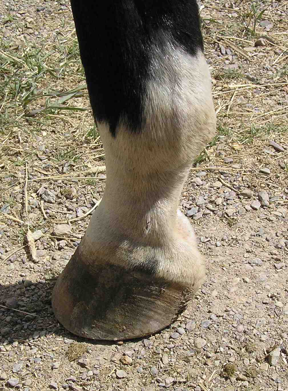 <p>Joint between cannon bone and the proximal phalanx of hoofed animals</p>