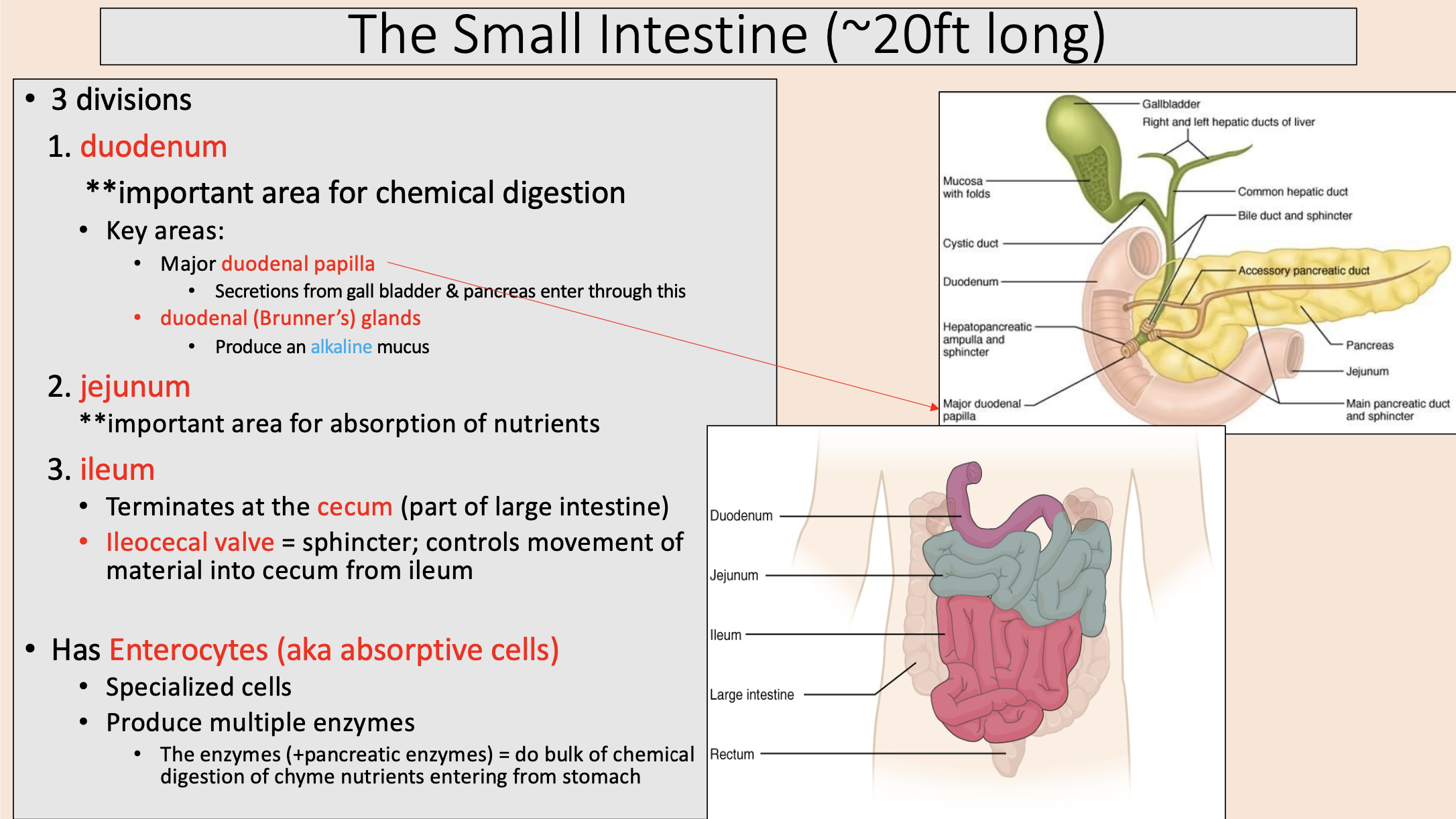 <p><span style="color: rgb(255, 0, 0);">duodenum</span></p>