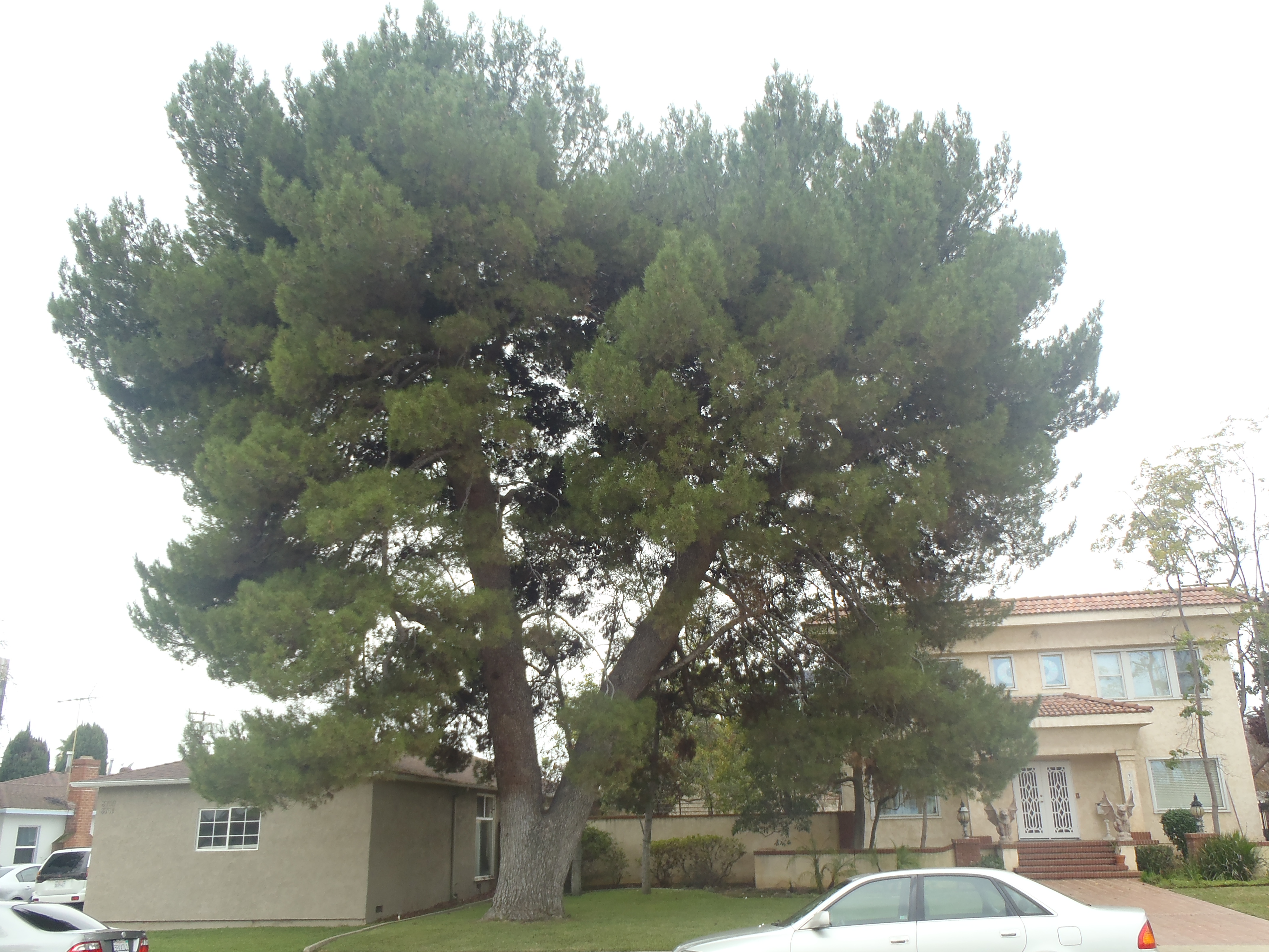 <p>Pinus halepensis - Aleppo Pine</p>