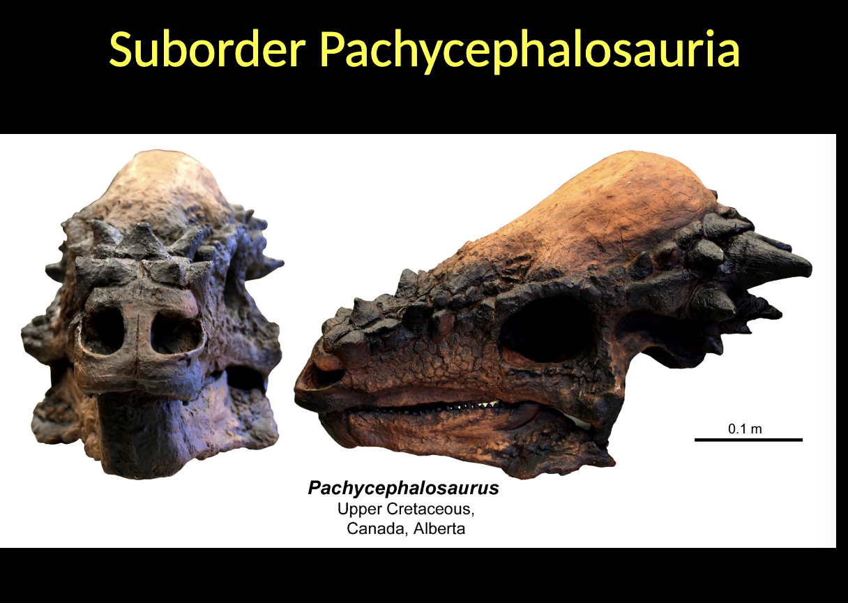 <p>Pachycephalosauria - Pachycephalosaurus </p><ul><li><p>Upper CRETACEOUS </p></li><li><p>Canada</p></li></ul><p></p>