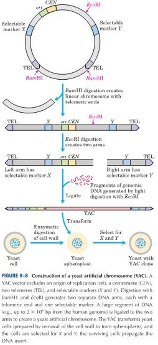 <p>Research work with large genomes and the associated need for high-capacity cloning vectors led to the development of yeast artificial chromosomes YAC vectors contain all the elements needed to maintain a eukaryotic chromosome in the yeast nucleus: a yeast origin of replication, two selectable markers, and specialized sequences needed for stability and proper segregation of the chromosomes at cell division. Before being used in cloning, the vector is propagated as a circular bacterial plasmid. Cleavage with a restriction endonuclease removes a length of DNA between two telomere sequences (TEL), leaving the telomeres at the ends of the linearized DNA. Cleavage at another internal site divides the vector into two DNA segments, referred to as vector arms, each with a different selectable marker.</p><p>The DNA fragments of appropriate size (up to about 2x10^6 bp) are mixed with the prepared vector arms and ligated. The ligation mixture is then used to transform treated yeast cells with very large DNA molecules. Culture on a medium that requires the presence of both selectable marker genes ensures the growth of only those yeast cells that contain an artificial chromosome with a large insert sandwiched between the two vector arms. The stability of YAC clones increases with size (up to a point). Those with inserts of more than 150,000 bp are nearly as stable as normal cellular chromosomes, whereas those with inserts of less than 100,000 bp are gradually lost during mitosis (so generally there are no yeast cell clones carrying only the two vector ends ligated together or with only short inserts). YACs that lack a telomere at either end are rapidly degraded.</p>