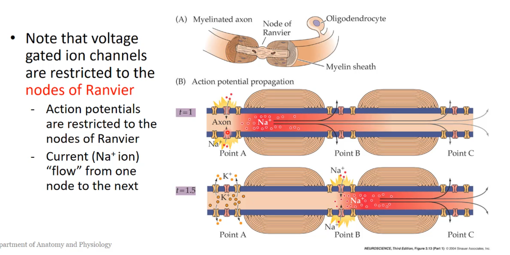 <p>Action potentials ‘jumps’ from myelinated section to myelinated section, where the current is pushed into the Node of Ranvier due to the generation of subsequent action potentials. This is called the “jumping transmission”(saltatory transmission). This is how transmission is fast at a myelinated transmission.</p>
