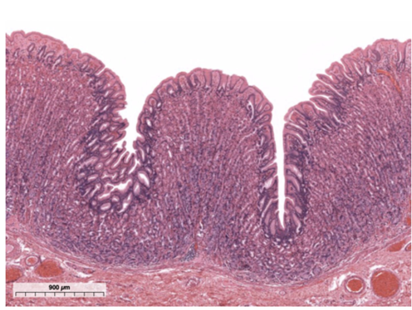 <p>Identify the organ</p>