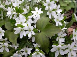<p><strong>(<em>Hepatica acutiloba</em>)</strong> – Small woodland plant with 3-lobed leaves and early blue/purple/white flowers. Dry to mesic woods. <strong>Autotroph; evergreen basal leaves; mycorrhizal associations common.</strong><br><strong>Uses:</strong> Ornamental; limited historical medicinal use.</p>