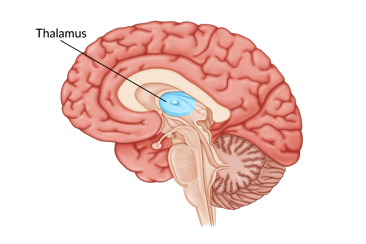 <ul><li><p>Sensory relay center, all sensory information except for smell goes to thalamus</p></li></ul><ul><li><p>Pathway connections very important, there’s direct connection to amygdala and to higher sensory processing centers</p></li></ul><p></p>