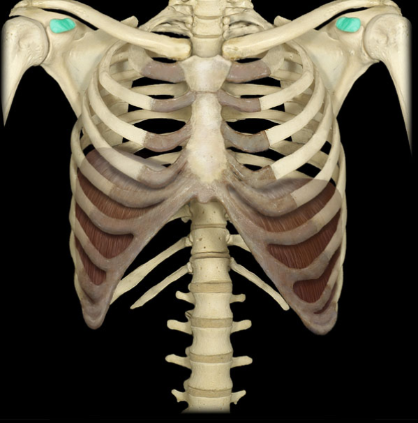 <p>What is the name of this bone?</p>