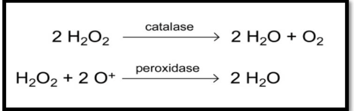 <p><span style="font-size: medium;">Why are catalase and peroxidases enzymes important to living cells?</span></p><p>a. they retard the growth a microorganisms in prepared foods</p><p>b. they are antibiotics</p><p>c. they return nitrogen back into soil in the useable form of nitrates and nitrites</p><p>d. they destroy free radicals</p>