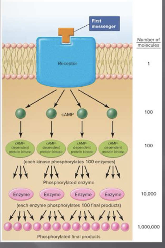 <p>One messenger can lead to potentially millions of product molecules </p>