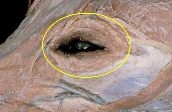 <p>B. Orbicularis oculi</p>