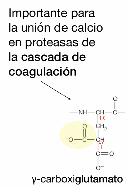 <p><span>Es una modificación del glutamato mediante la adición de un segundo grupo carboxilo en su carbono gamma. Sus dos cargas negativas facilitan la unión coordinada de iones de calcio (</span><span style="line-height: 1.15;">Ca²⁺</span><span>) en proteasas clave de la cascada de coagulación sanguínea</span></p>