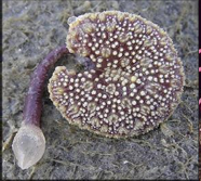 <p>What phylum and class is this?</p>